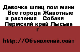 Девочка шпиц пом мини - Все города Животные и растения » Собаки   . Пермский край,Лысьва г.